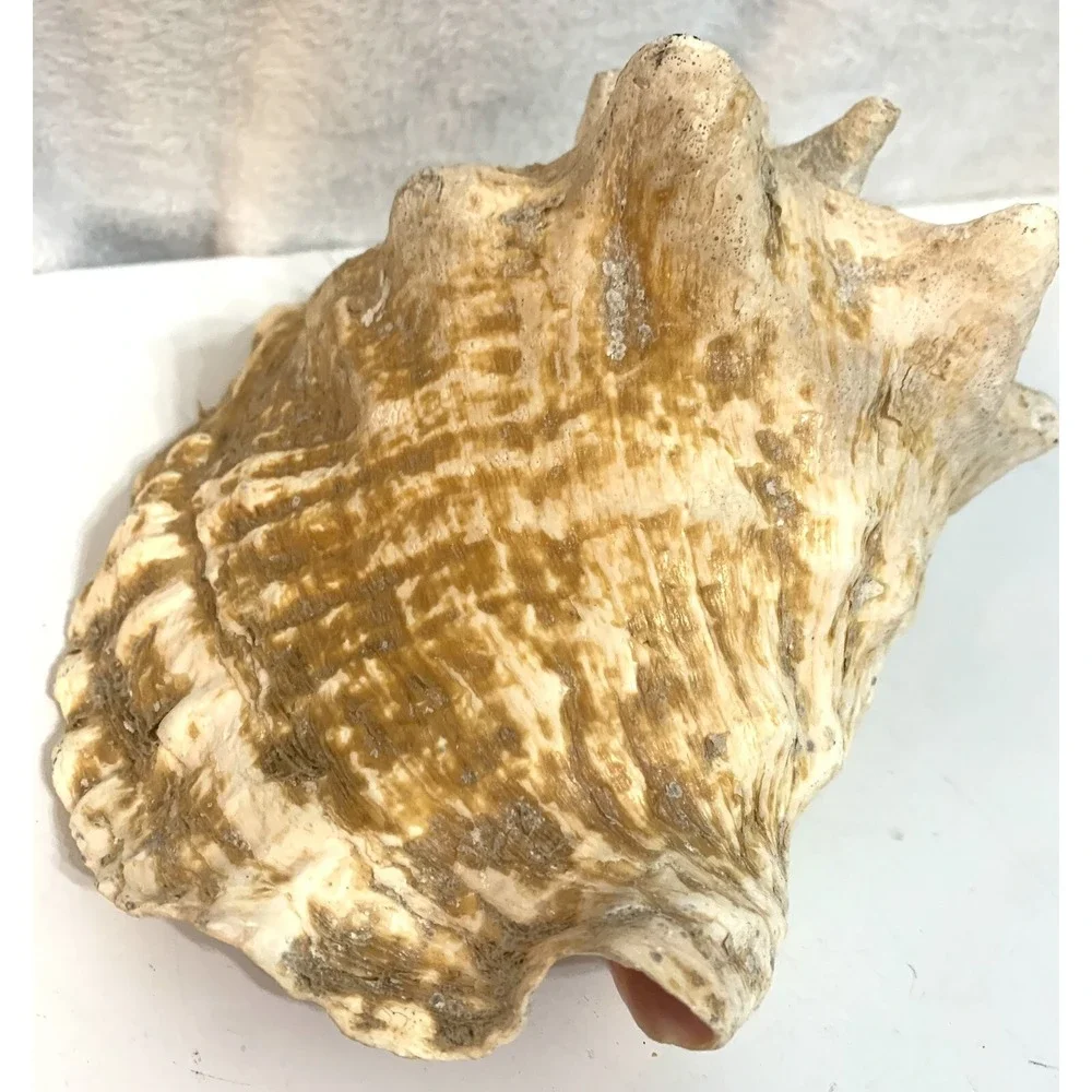 Large Queen Conch Shell Pink Horned Seashell 9